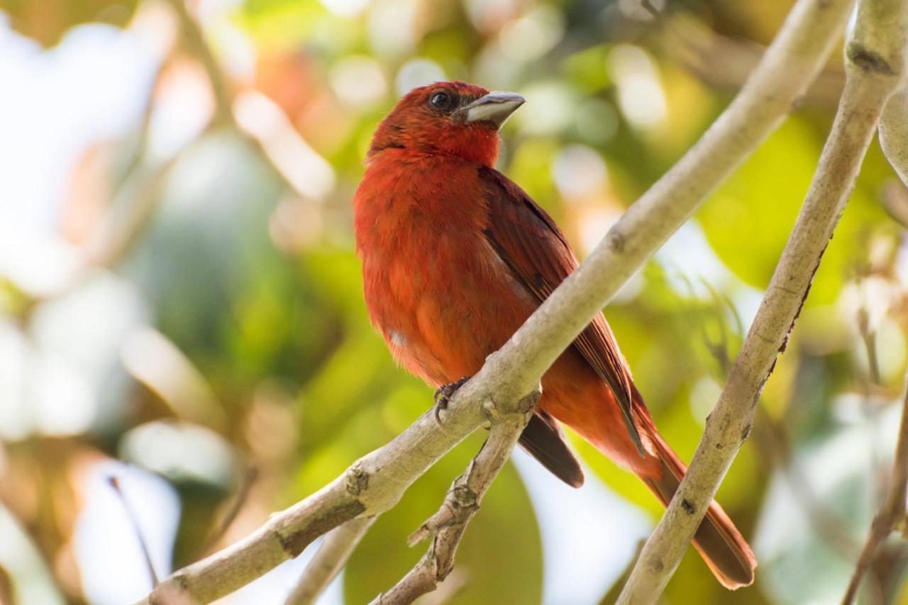 Kantarrana Casa De Campo Jardín Eksteriør bilde